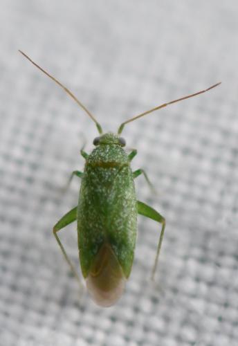 Réf. 288 647 : Platycranus sp.